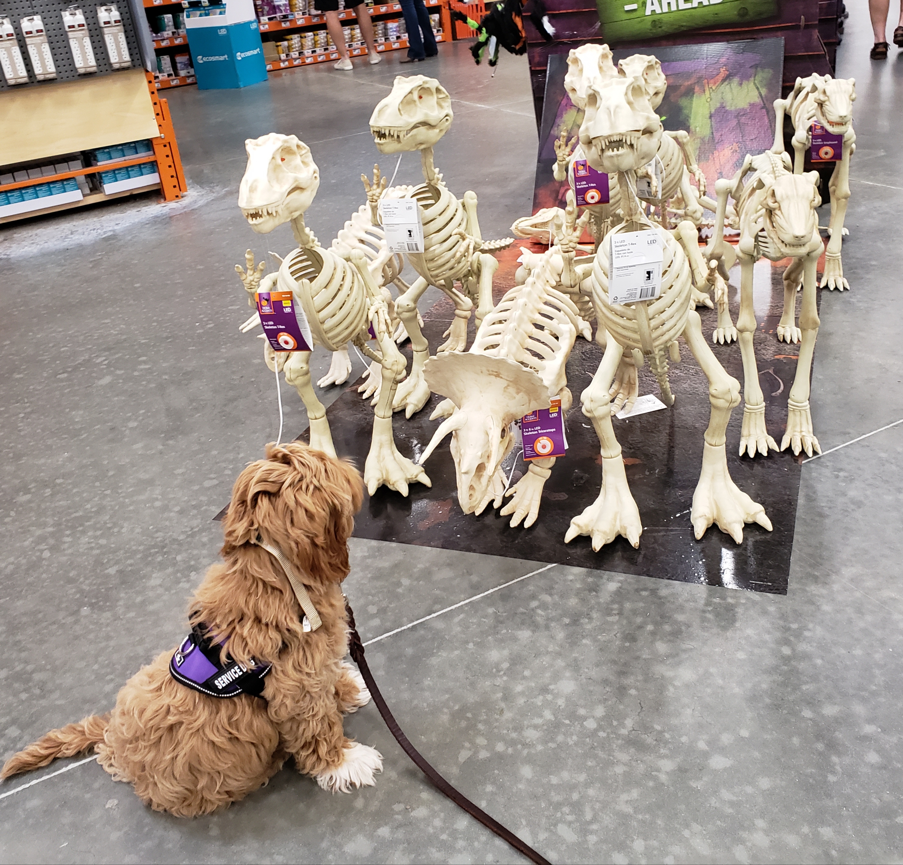 CPT Service Dog Board Train