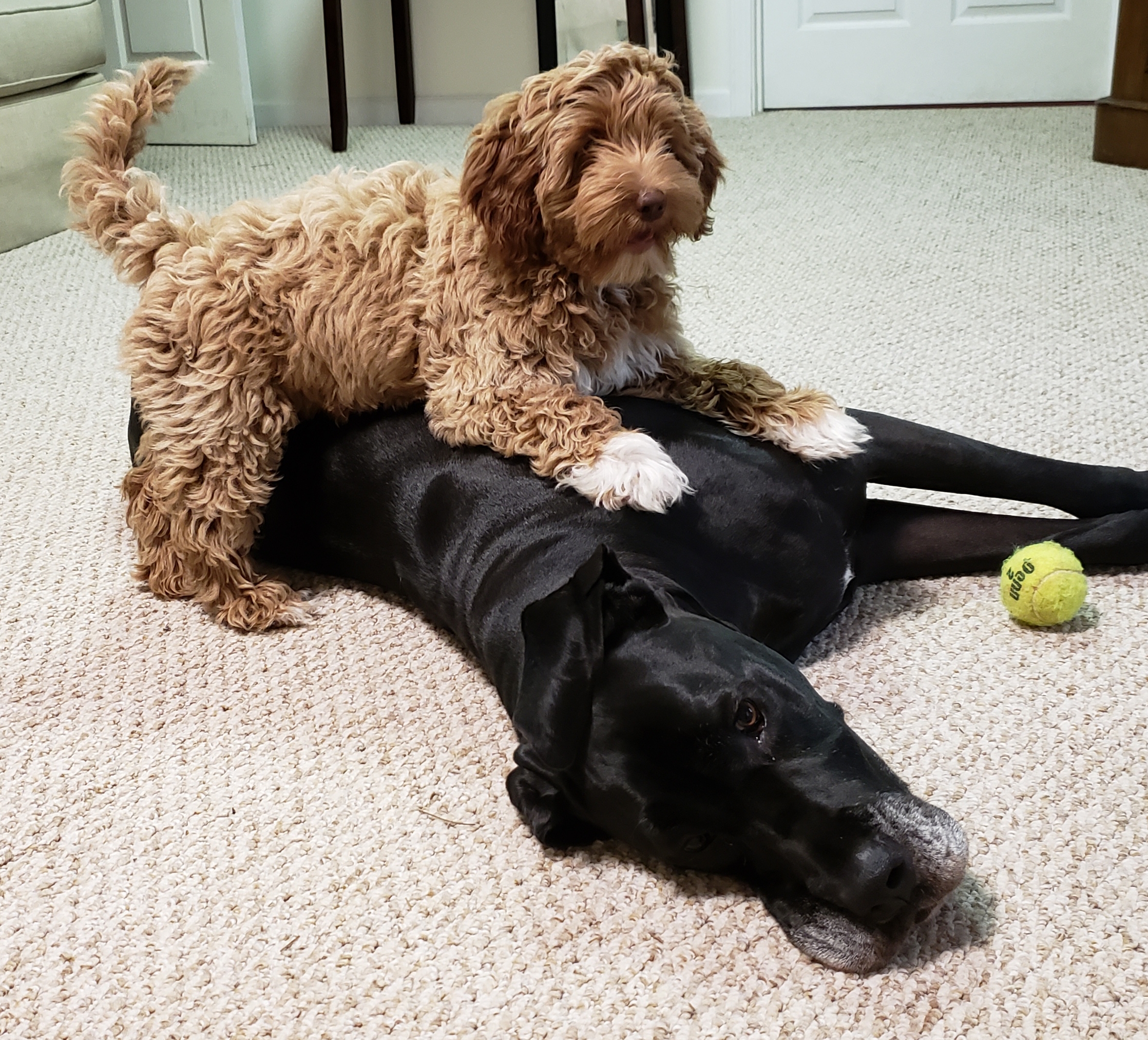 CPT Service Dog Board Train