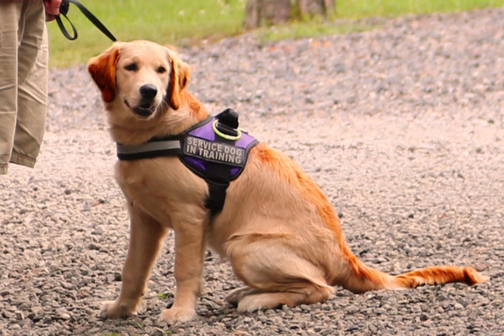 seizure-alert-dog-service-dog-news-cpt-seizure-response-dog