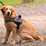 Service Dog News- Seizure Alert Dog-Seizure Response Dog