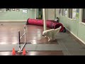 dog agility- Advanced Agility- 