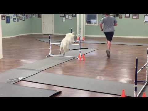 The Multifarious Benefits of Dog Agility- Nikos:  A Case Example