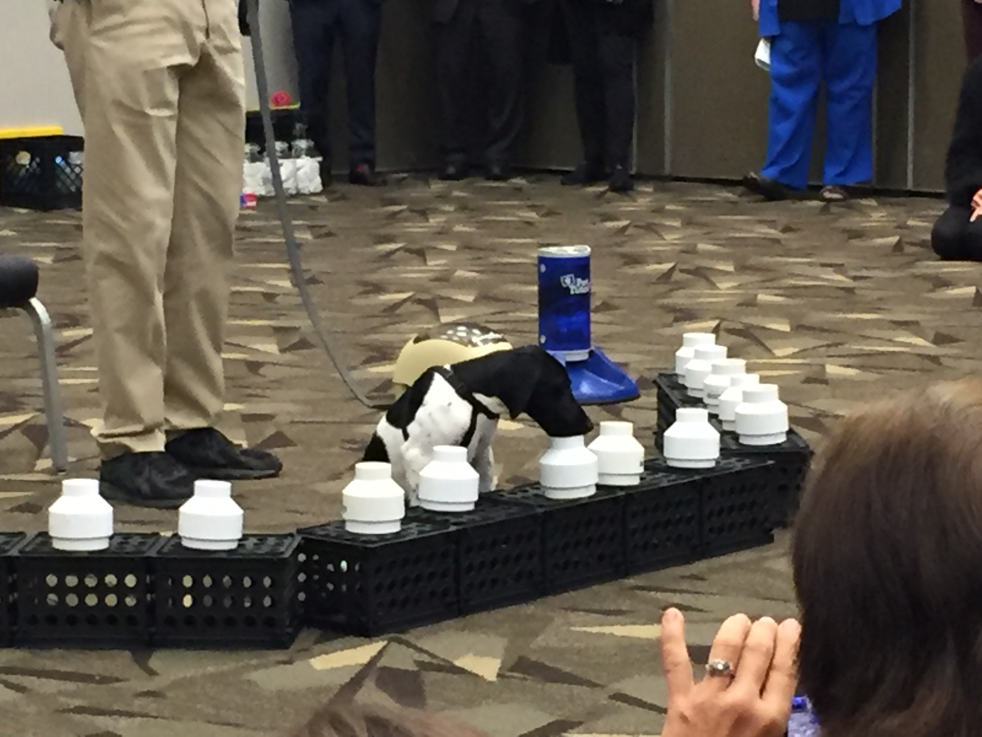 2019 AKC US Detection Dog Conference.  A 14-week old German Shorthaired Pointer puppy performing a perfect sit indication after accurately detecting the UDC target odor from amongst 13 choices.  Moreover, the young puppy worked confidently and precisely while within a hotel conference room containing 200 human observers.