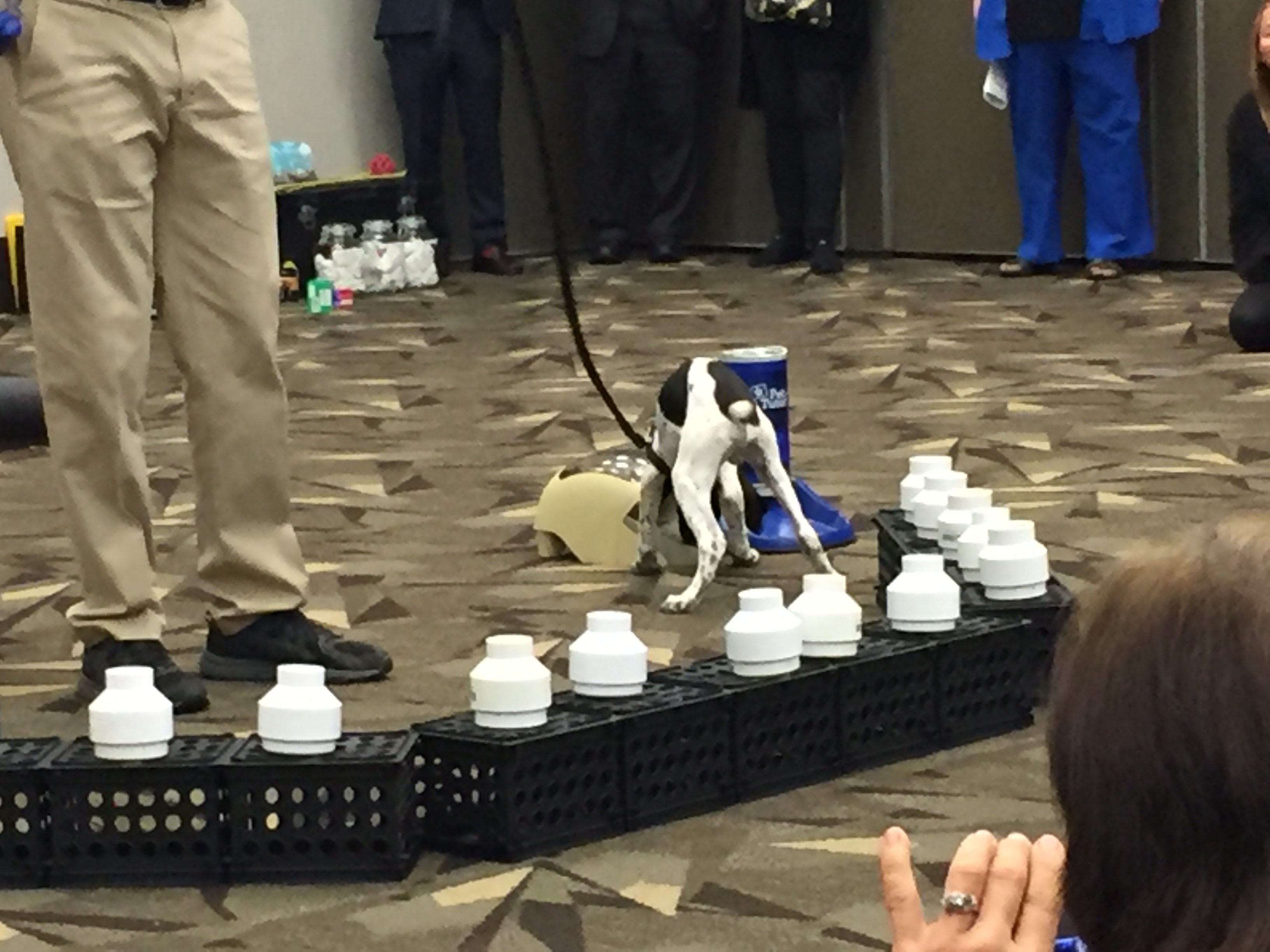 2019 AKC US Detection Dog Conference.  The puppy receiving his reward from the remote Pet Tutor feeder.