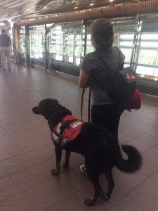 Hank accompanying the client in a public venue.<br /> With her psychiatric service dog alongside her she is better able to function in public settings, less concerned by crowds, suffers fewer panic episodes, and can more capably interrupt visual hallucinations. Source: photo submitted by client.