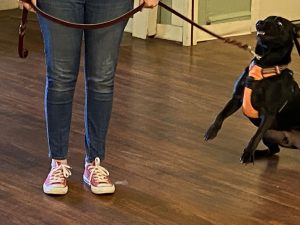 Dog Anxiety Owner Anxiety