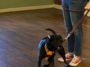 Dog Anxiety Owner anxiety