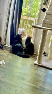 Cat behavior.