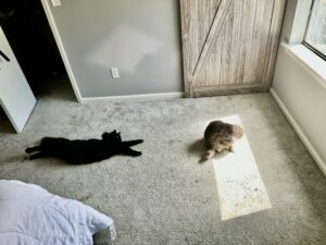Cat behavior- Oliver and Kitty sharing the floor.