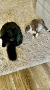 Cat behavior
