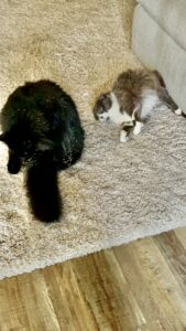 Oliver (left) and Kitty (right) laying together in harmony after a CPT cat behavior modification program. Prior to the program, the owners had serious doubts whether each could adapt to the other.