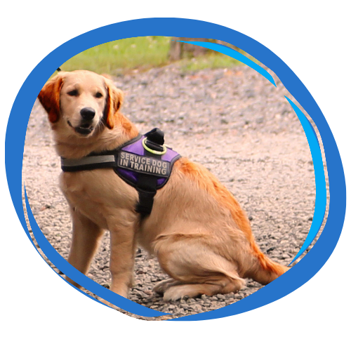 CPT Service Dog Training-1