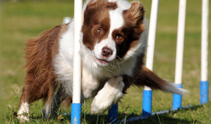 Teaching Weave Poles