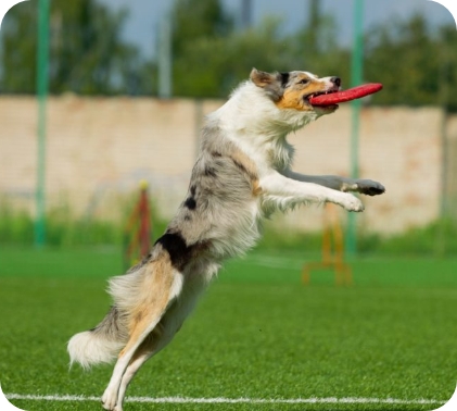 Australian Shepherd Dog Leaping To Catch A Red Flying Disc