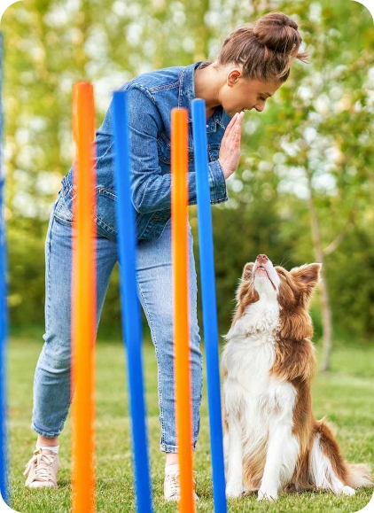 Woman Training An Australian Shepherd Dog To Weave Through Poles
