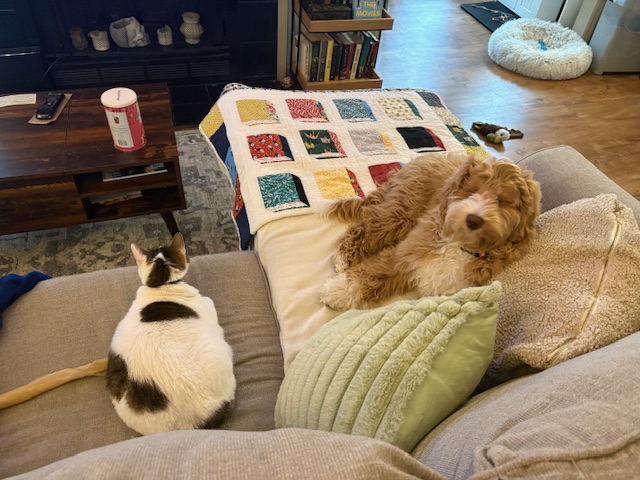 Clover- Service Dog In Training