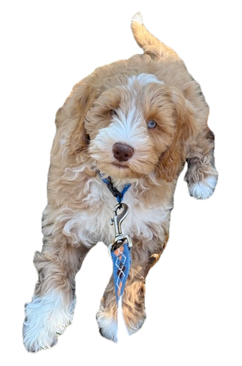 Clover- Service Dog In Training