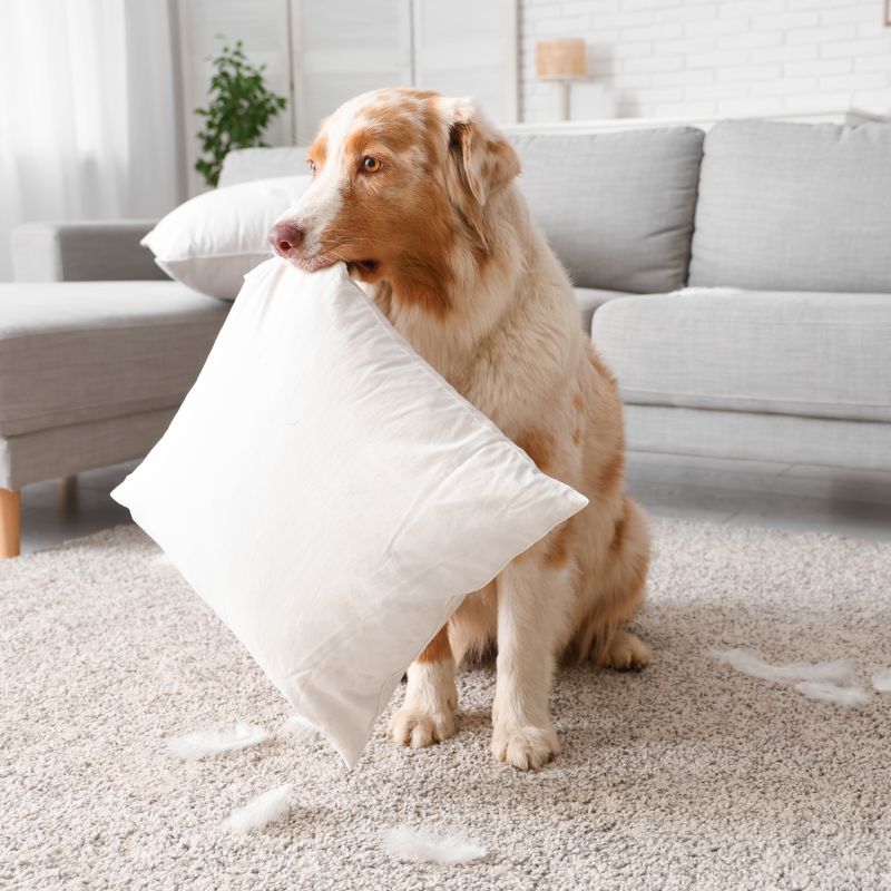 Destructive Behavior