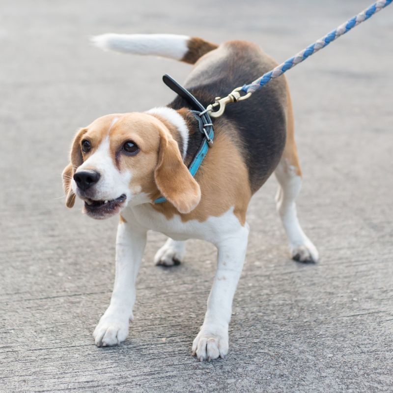 Excessive Barking