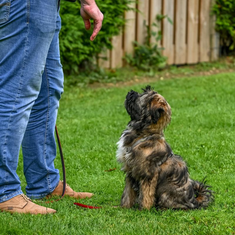 Reactive Dog