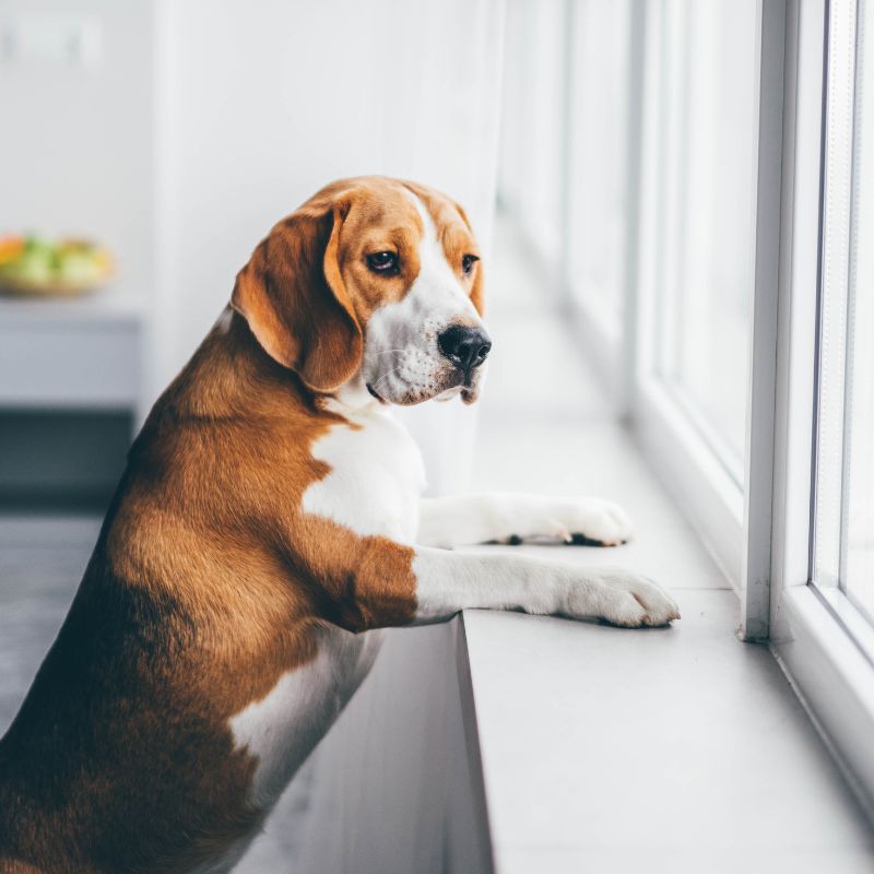 Reactive Dog Training