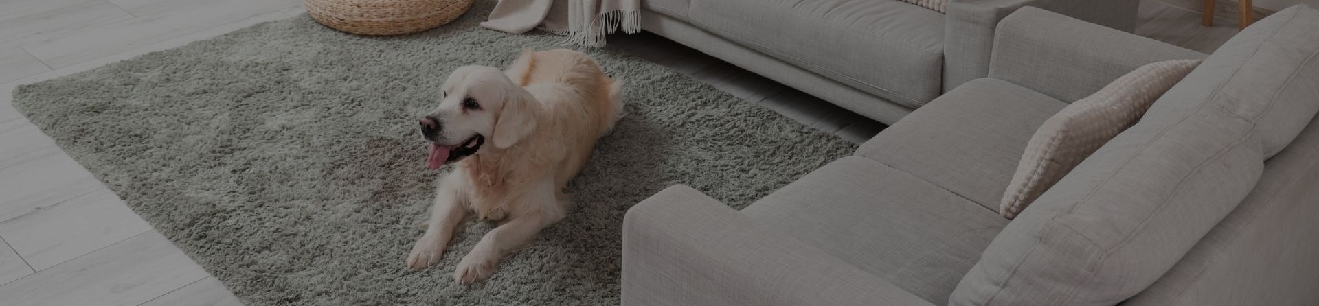 Dog Separation Anxiety Training in Atlanta Banner