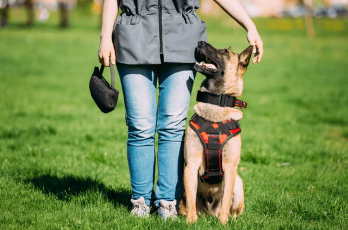 Dog Training Session In Park