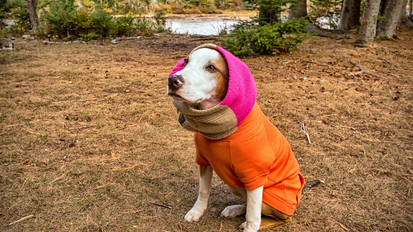How to Tell If Your Dog Is Too Cold Outside