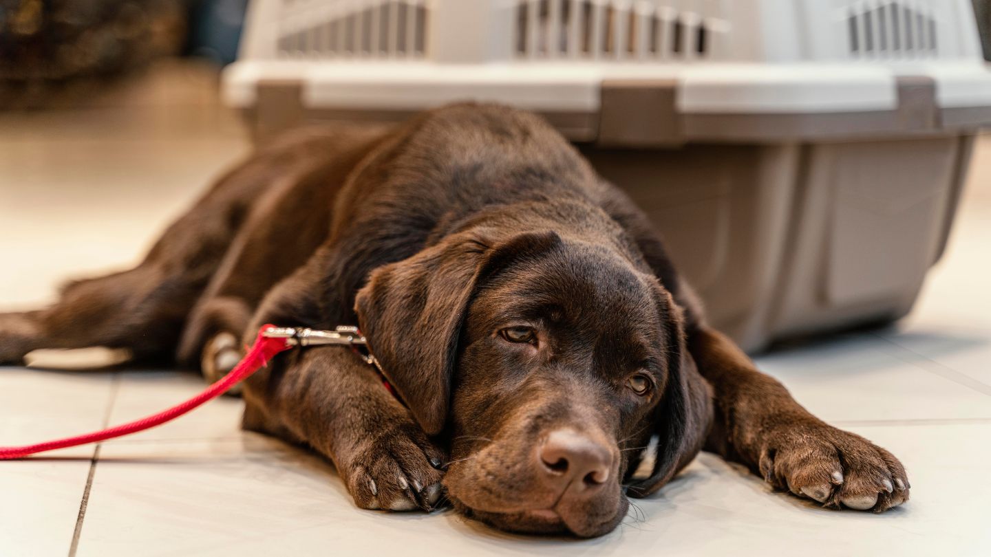 Managing Separation Anxiety and Stress