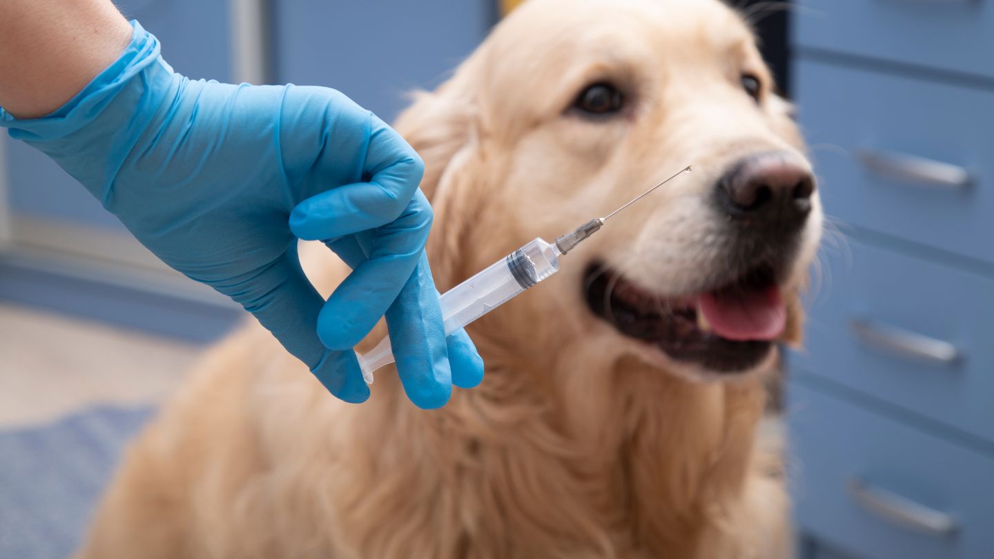 Risks of Not Vaccinating Your Dog