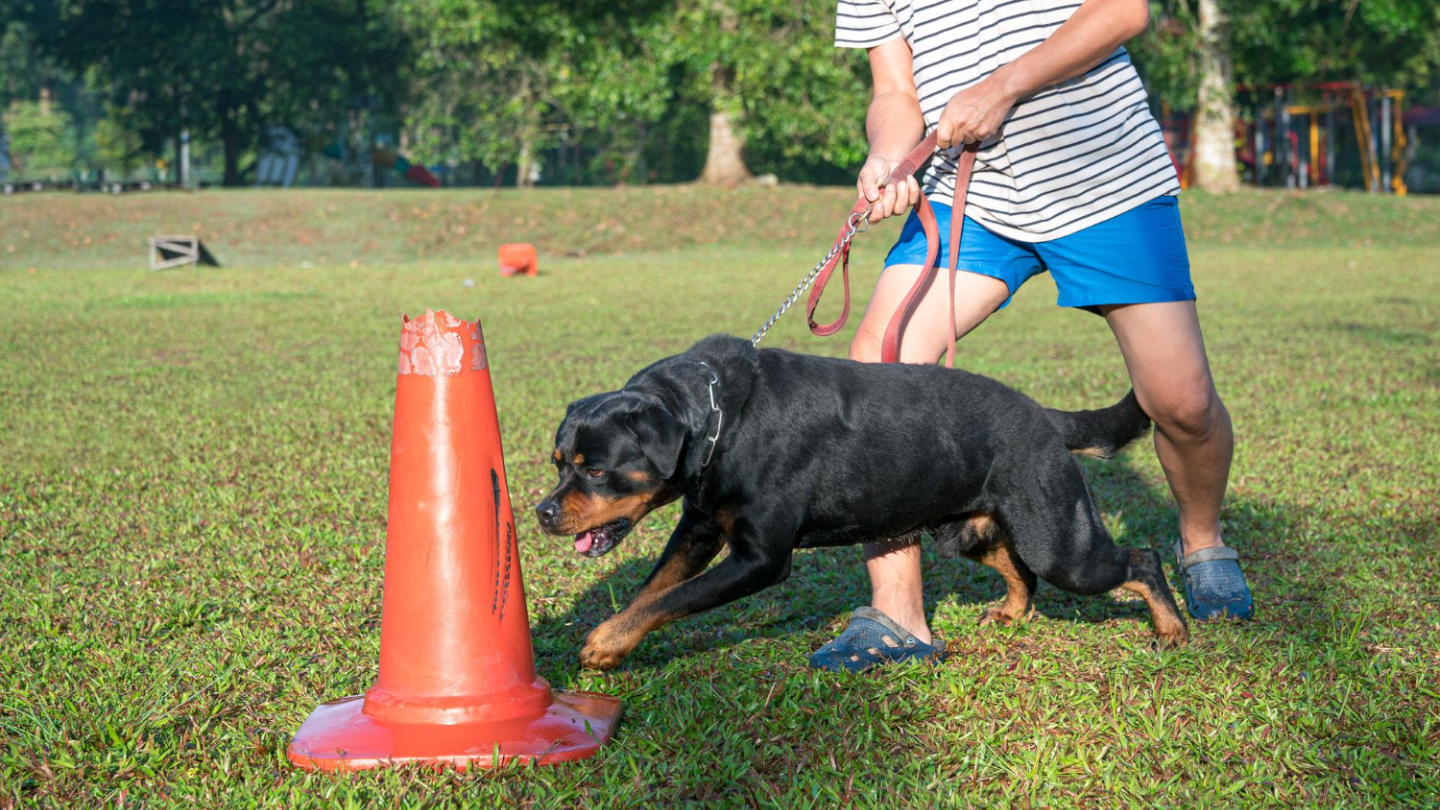 Behavior Issues Successfully Resolved Through Board and Train Programs