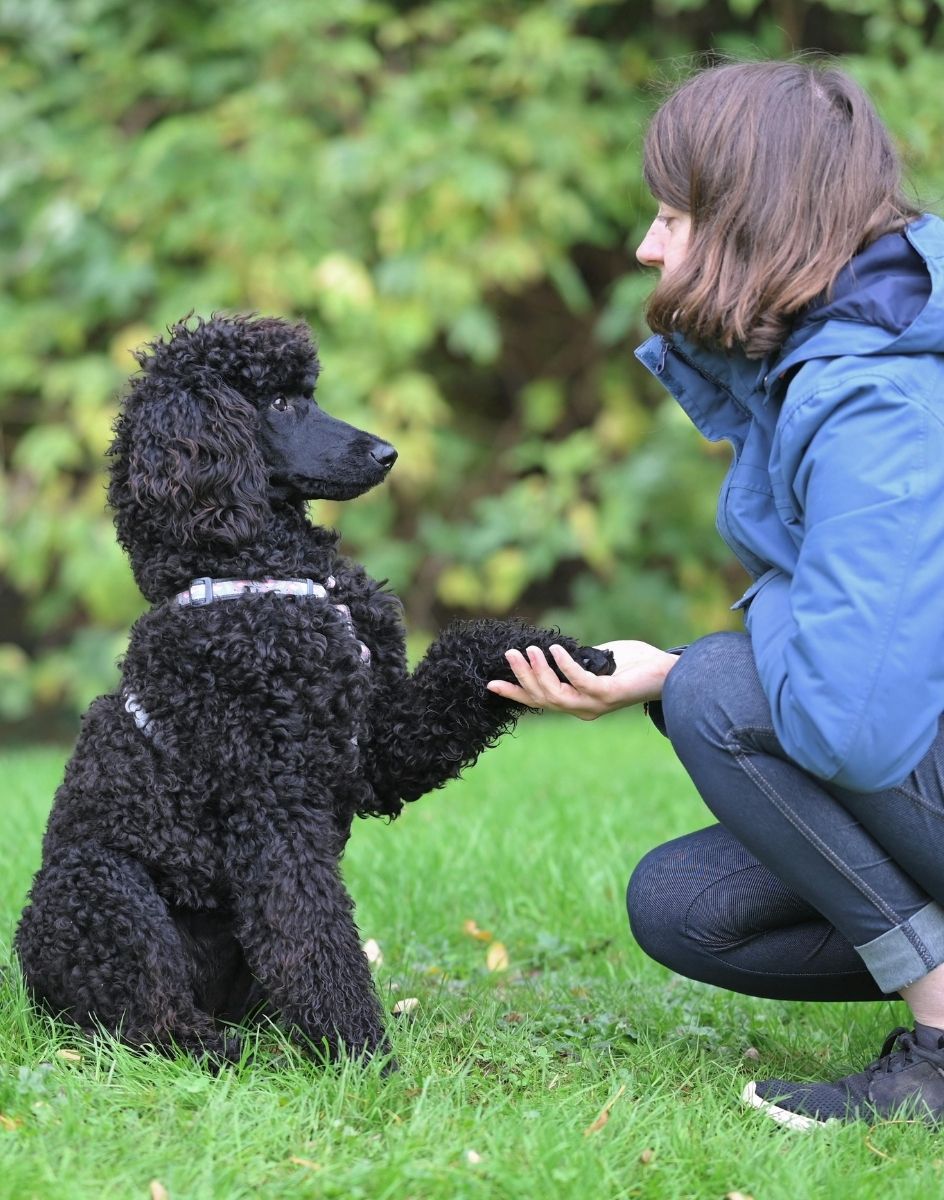  Dog And Owner Interaction