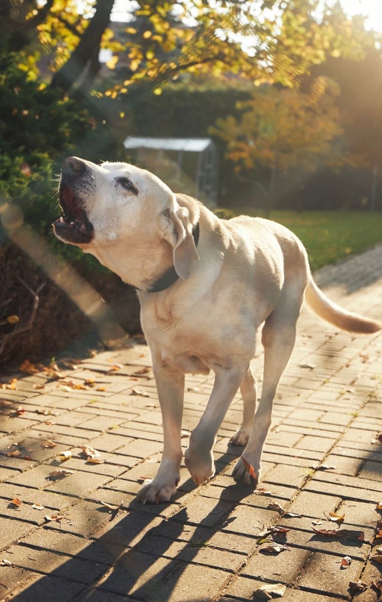  Dog Barking Outdoors