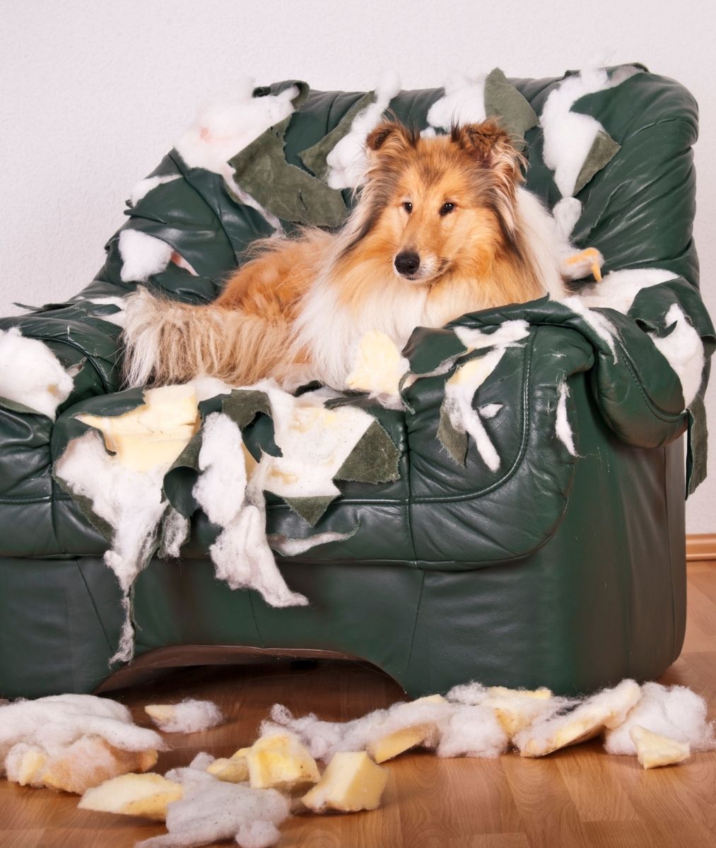 Dog Training for Destructive Behavior Atlanta, GA | Destructive Chewing ...