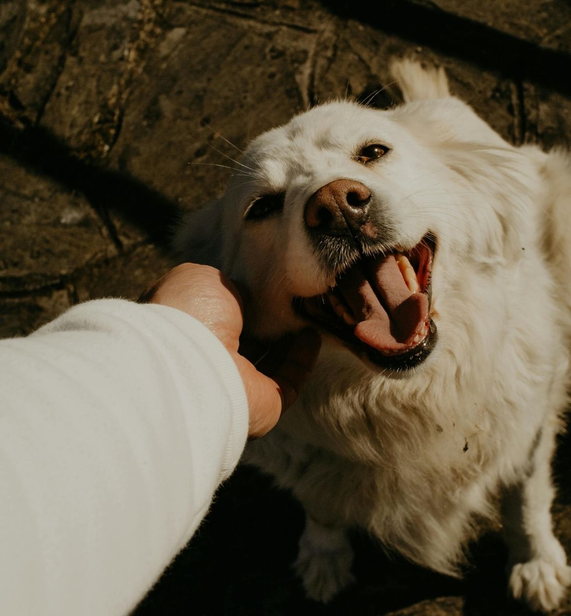  Dog Playing With Owner