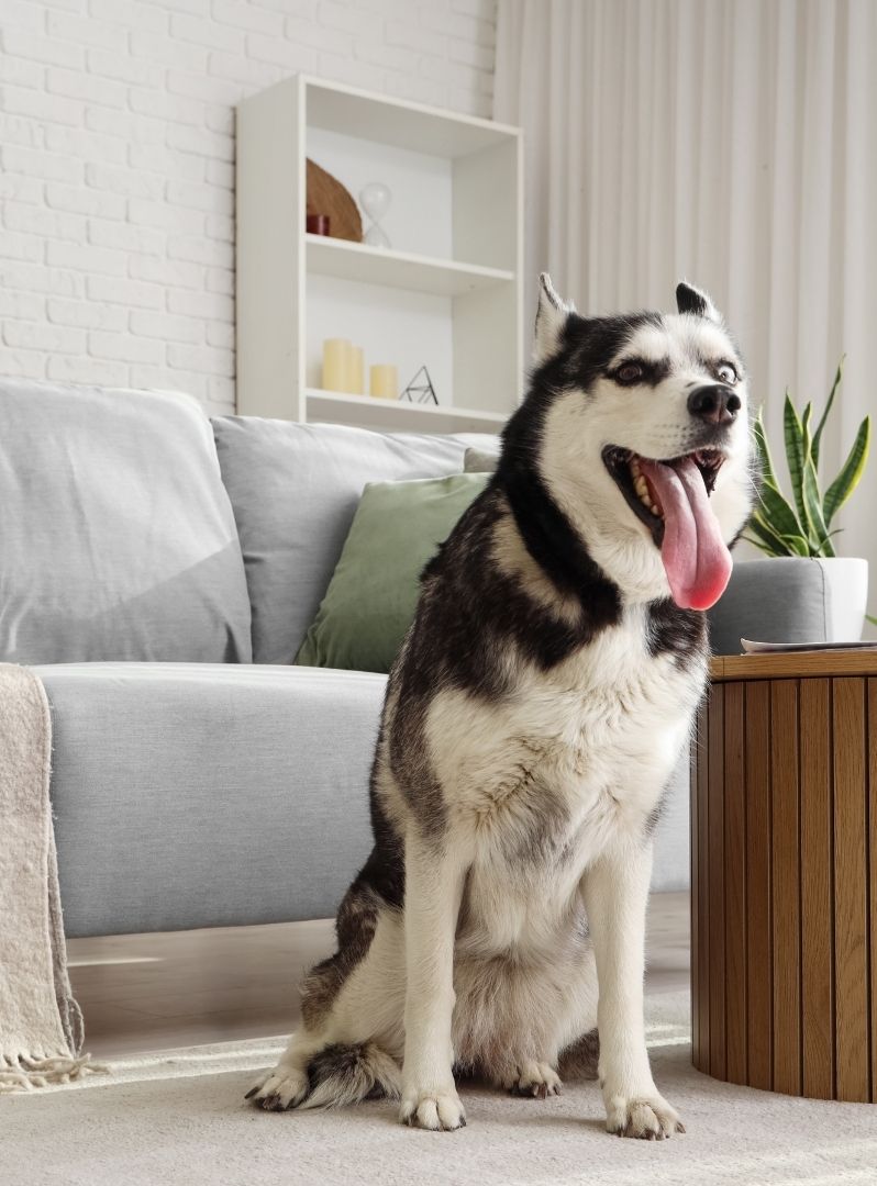  Dog Sitting Inside the Home