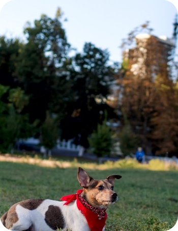  Dog Wearing Red Bandana Outdoors 