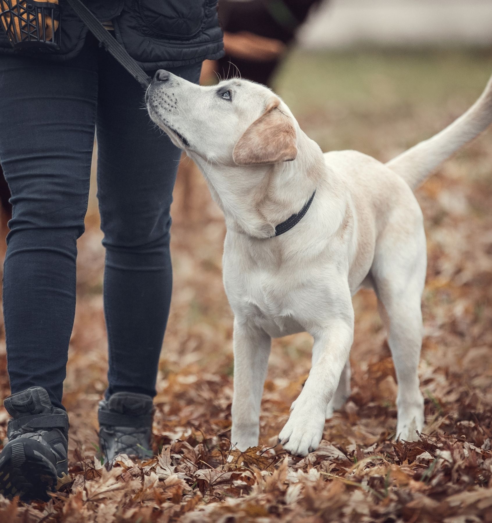  Dog With Owner Outdoors