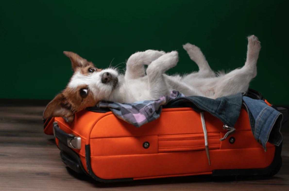 Dog Boarding In Metro Atlanta