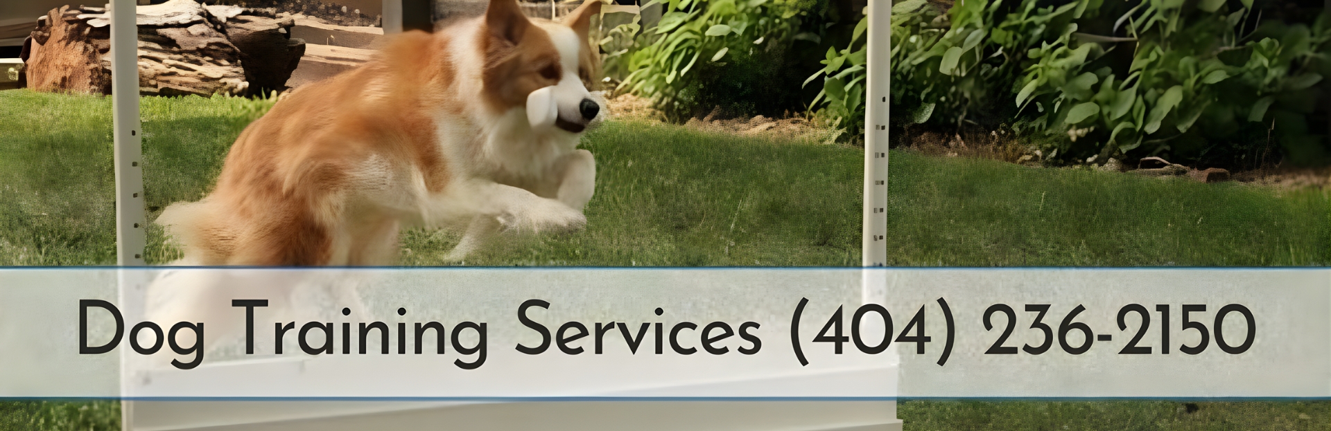  Dog Training Services In Sandy Springs 