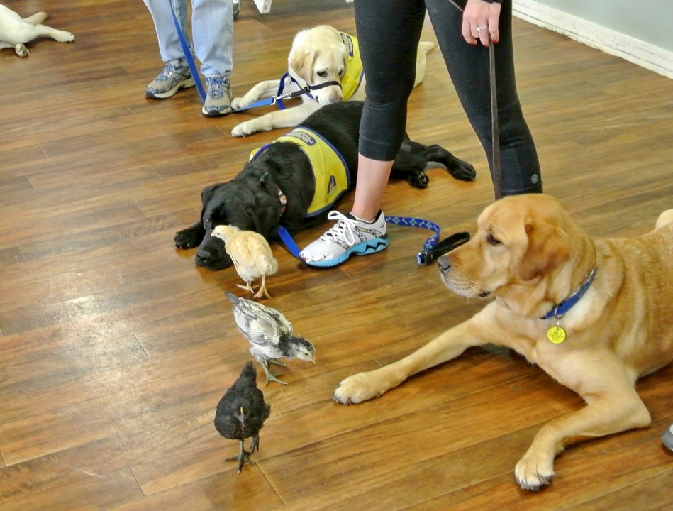  Service Dog Training For Calm Behavior 