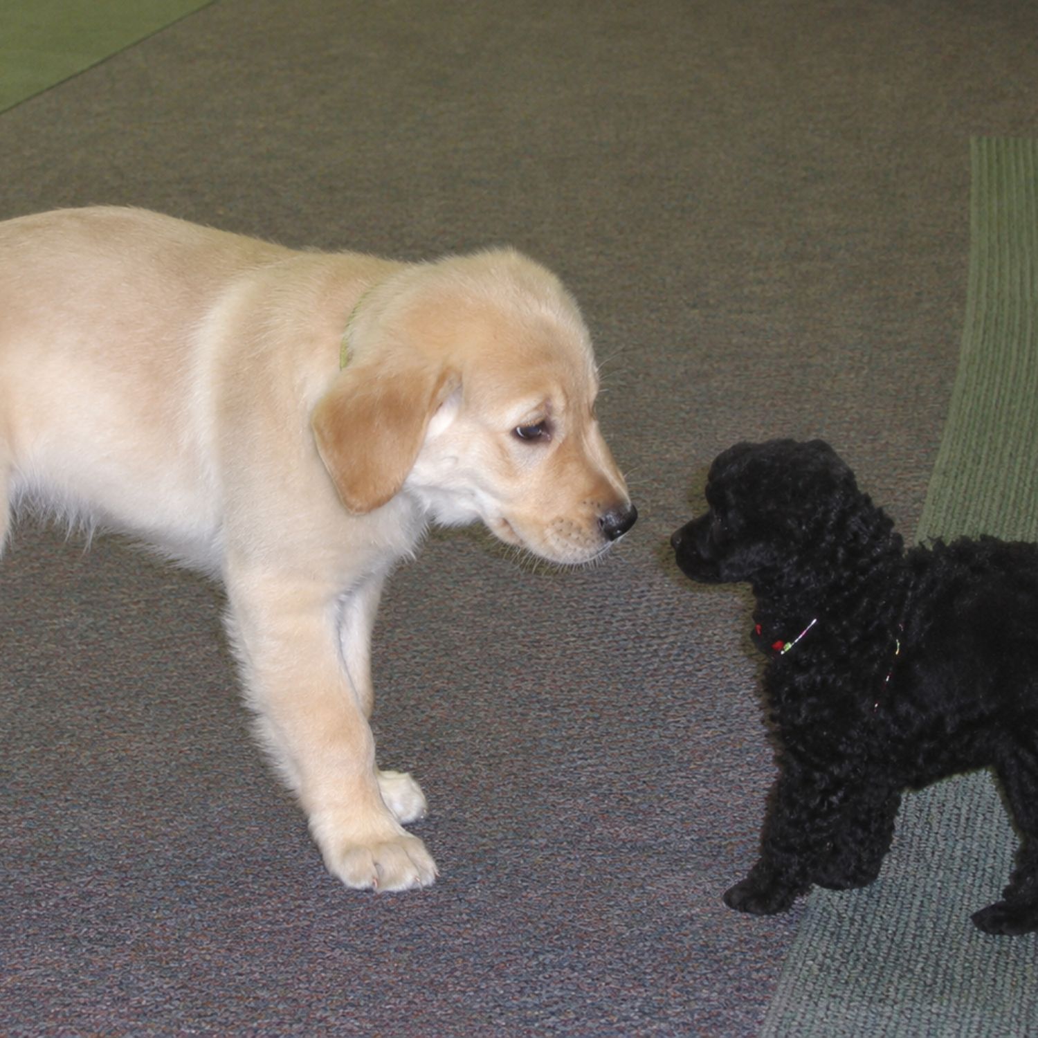  Puppy Socializing During Training 