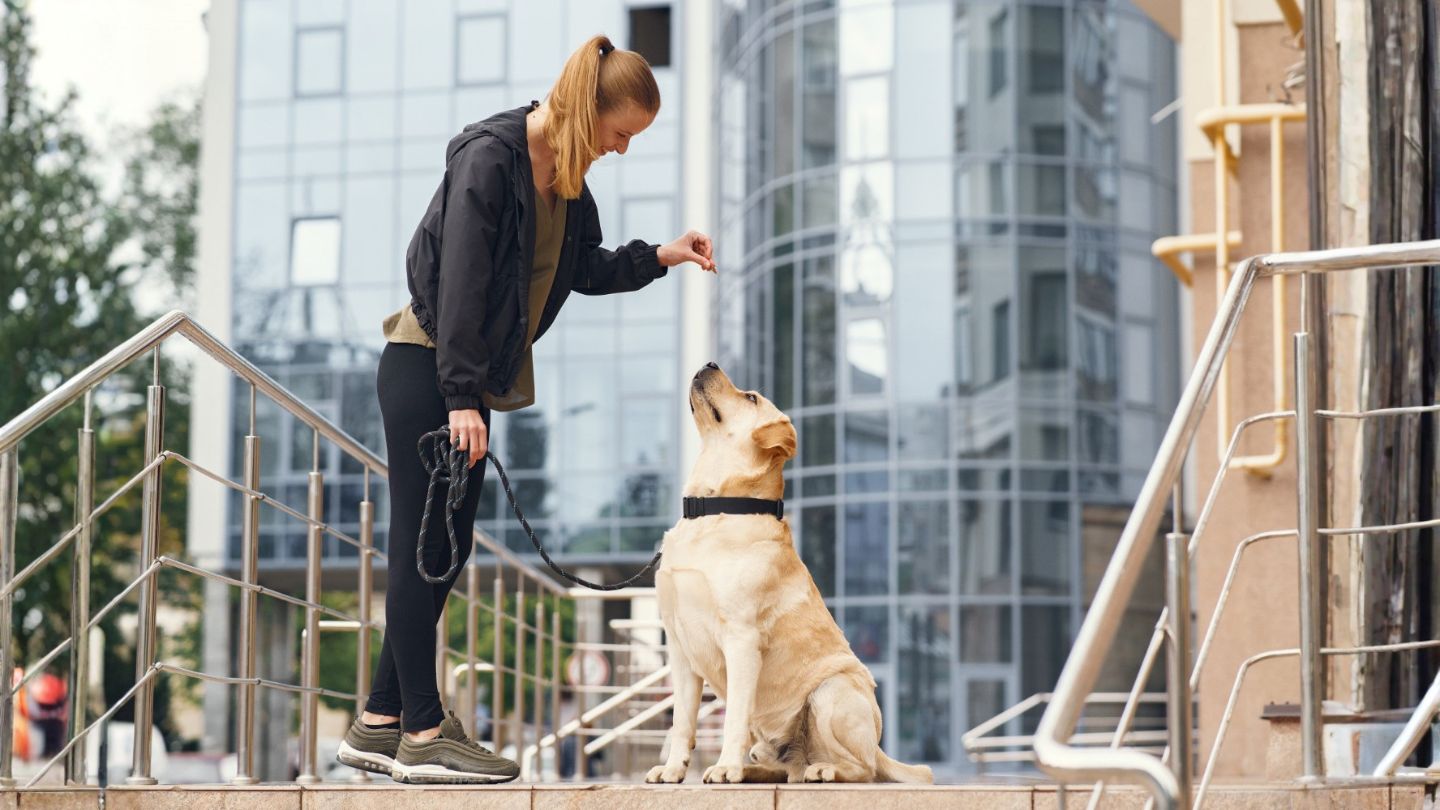 Why Should Communication Come Before Commands in Dog Training?