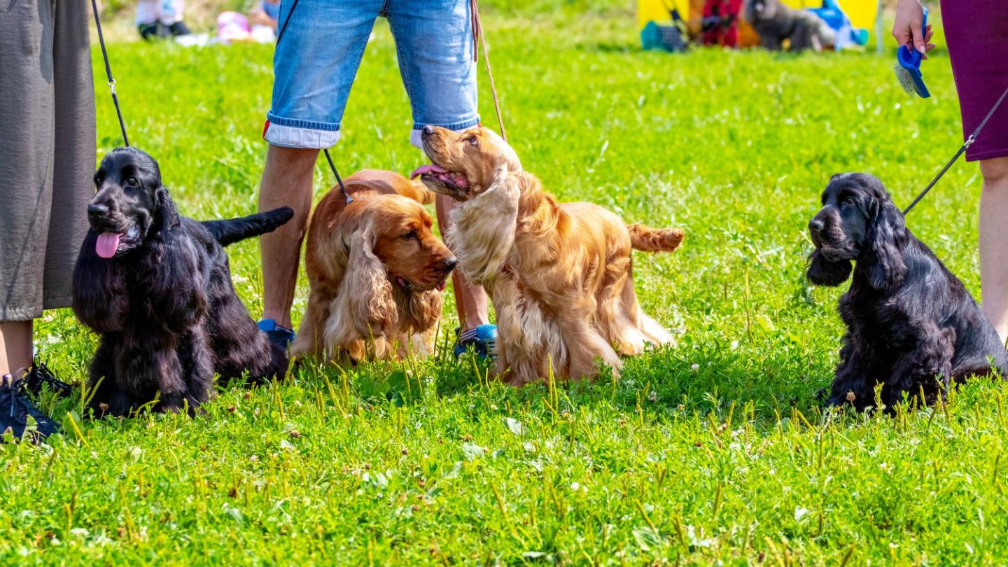 Socialization and Local Alpharetta Training Opportunities