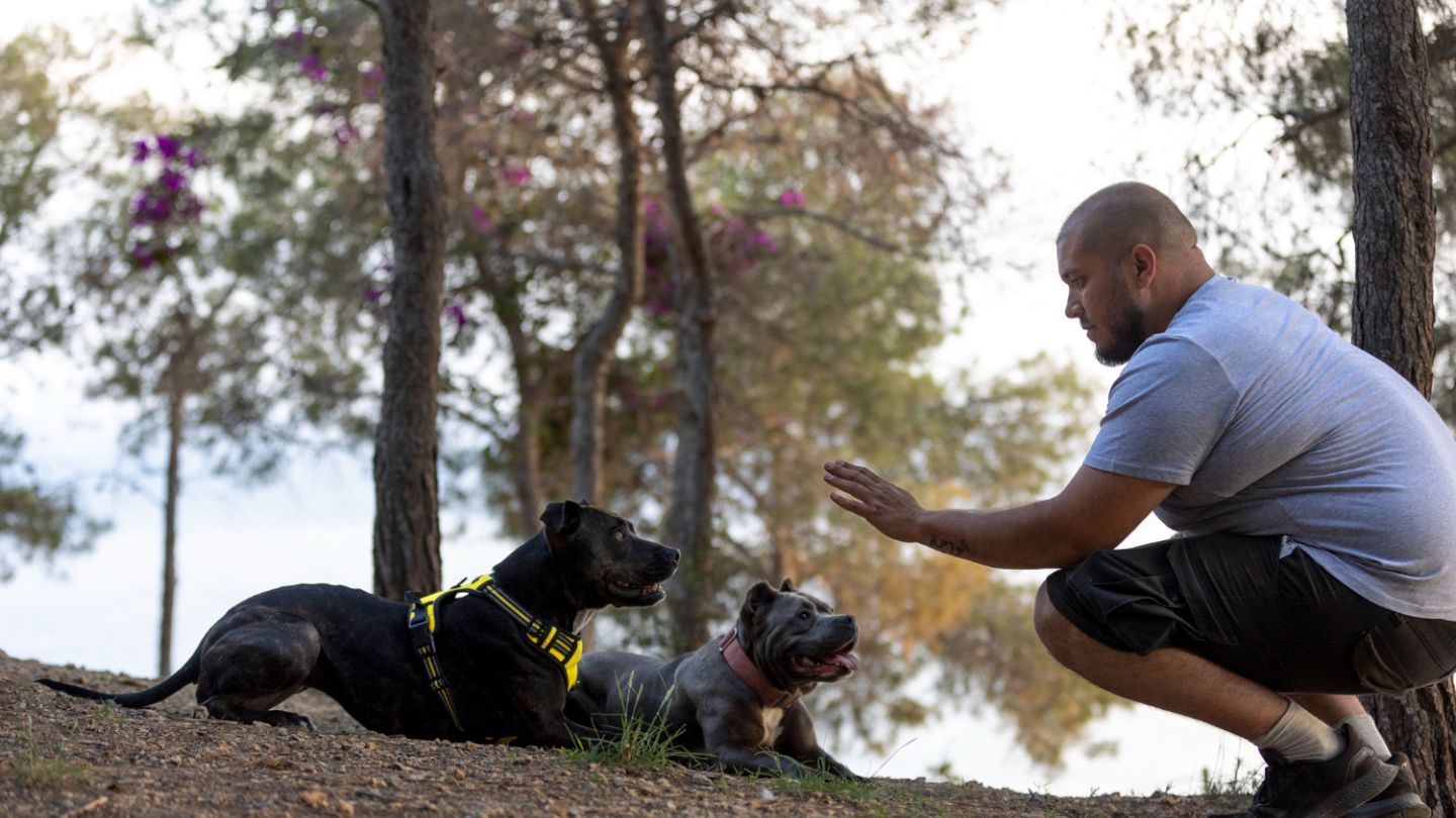 the science behind distraction training