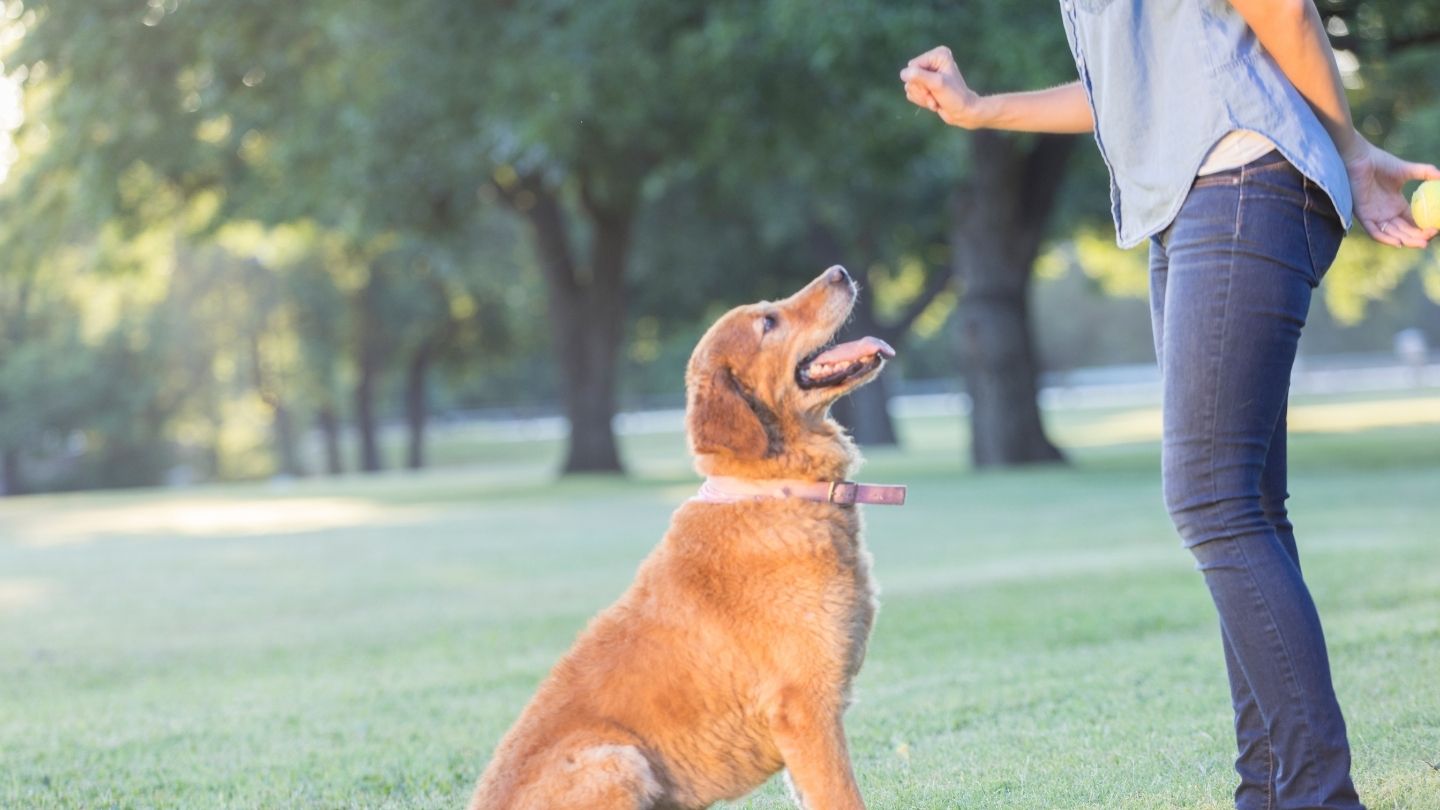 Advantages of Private Dog Training Sessions