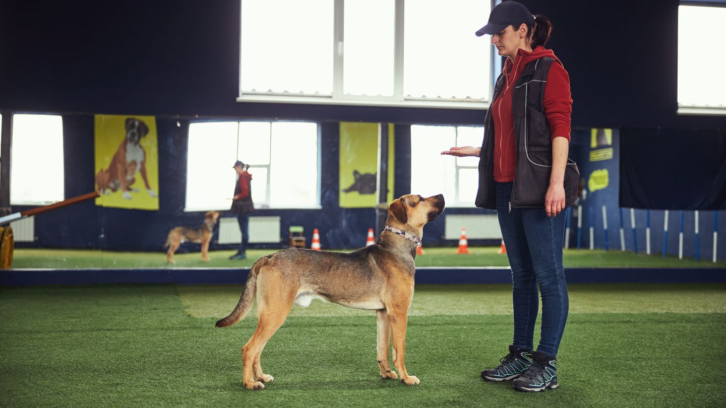 Building Better Behavior Through Understanding And Training