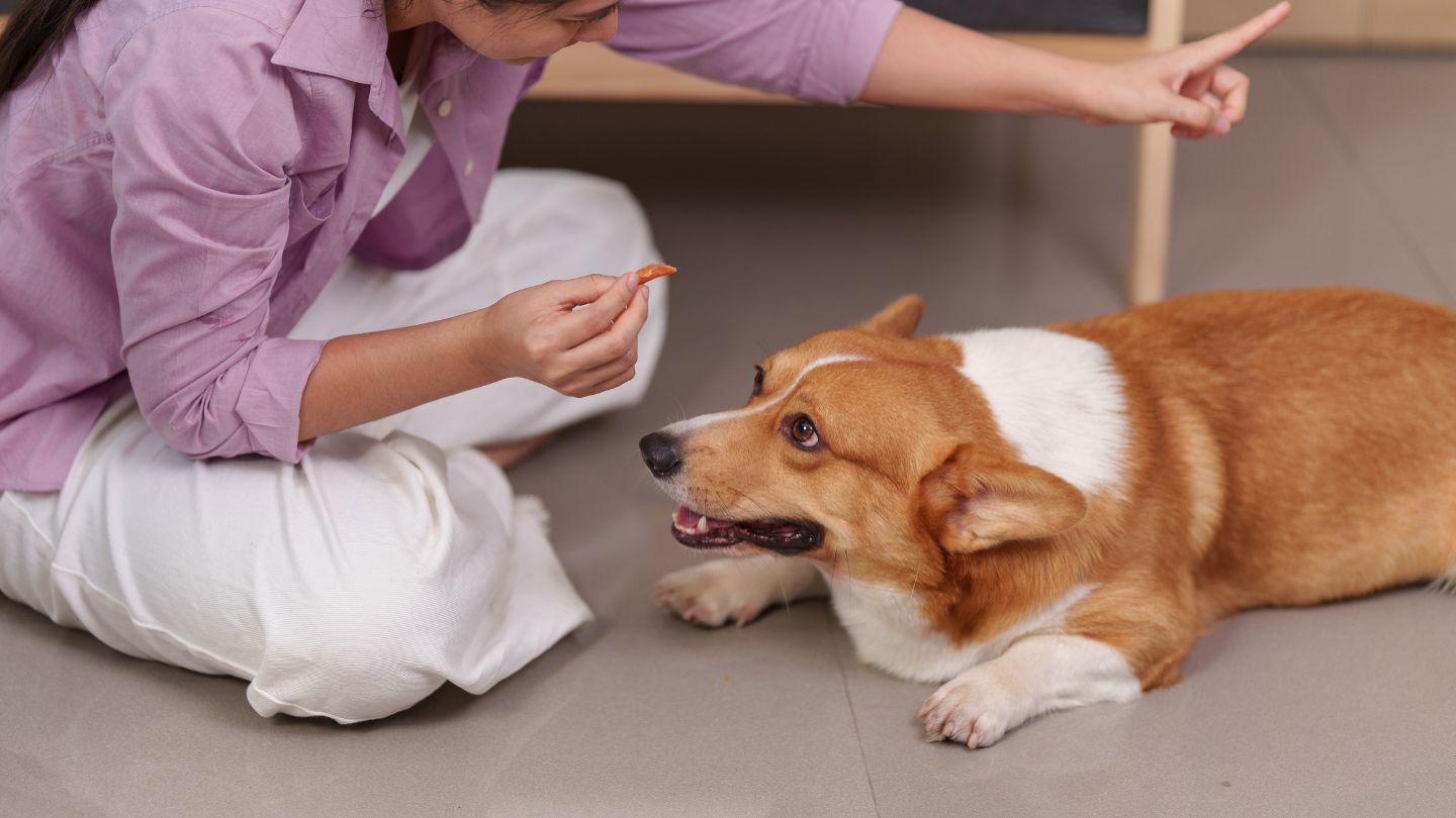 Common Personalized Goals for In-Home Dog Training