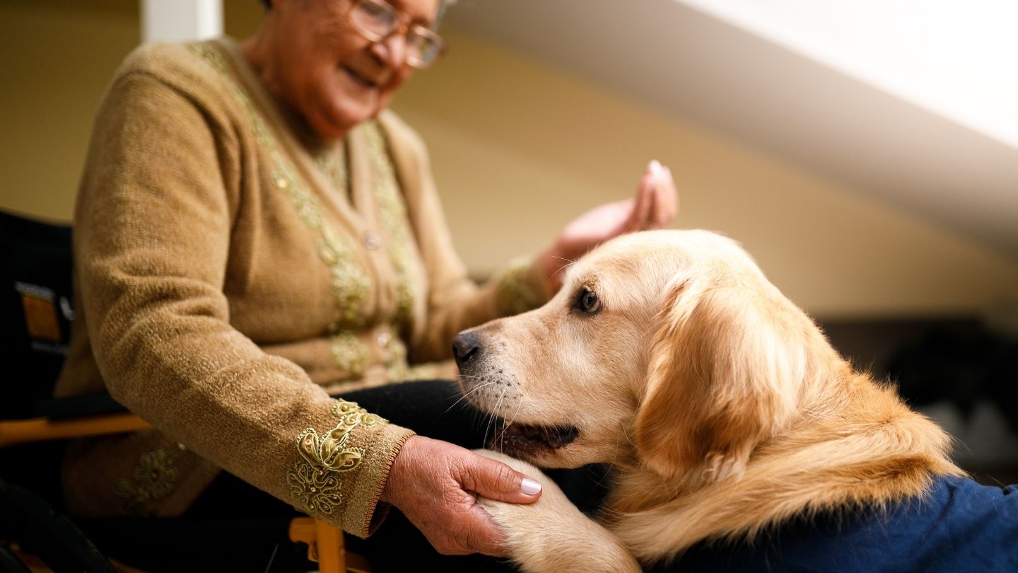 Optimal Timing Strategies for Service Dog Retirement