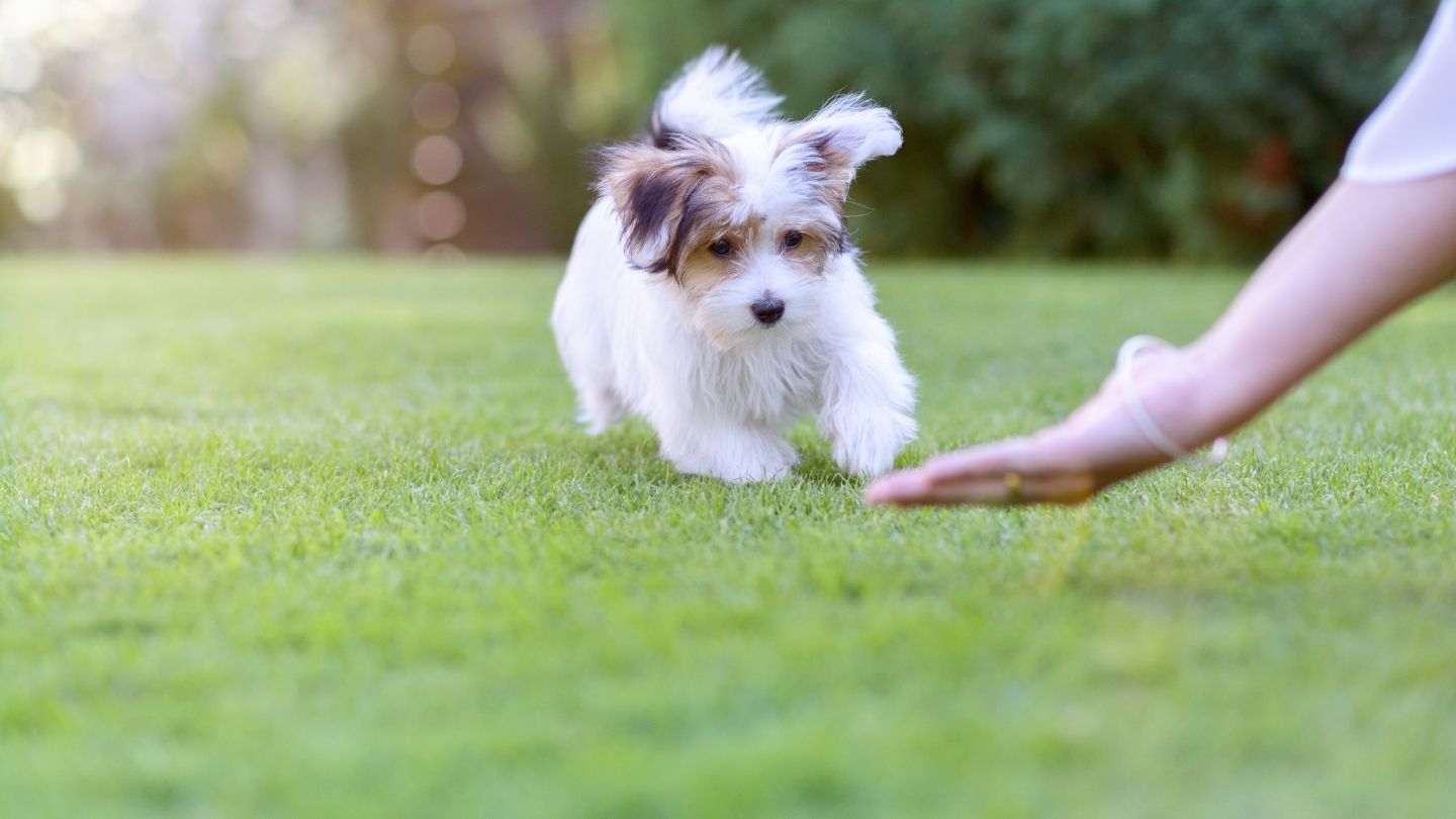 Preparing for a Strong Start in Puppy Training